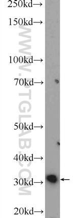 MDH2 Antibody in Western Blot (WB)