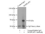 MAPKAP1 Antibody in Immunoprecipitation (IP)