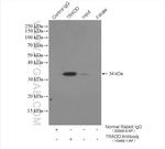 TRADD Antibody in Immunoprecipitation (IP)