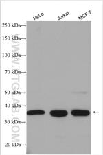 TRADD Antibody in Western Blot (WB)