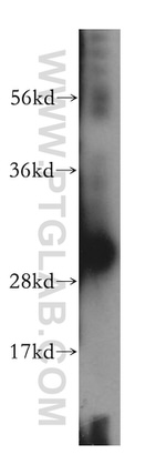 VPS24 Antibody in Western Blot (WB)