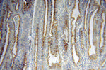 YIPF4 Antibody in Immunohistochemistry (Paraffin) (IHC (P))