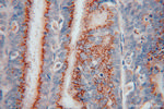 YIPF4 Antibody in Immunohistochemistry (Paraffin) (IHC (P))