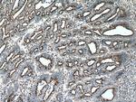 YIPF4 Antibody in Immunohistochemistry (Paraffin) (IHC (P))