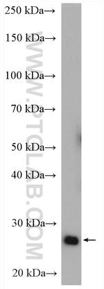 YIPF4 Antibody in Western Blot (WB)
