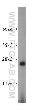 YIPF4 Antibody in Western Blot (WB)