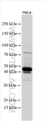 NAT6/FUS2 Antibody in Western Blot (WB)