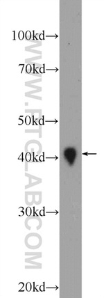 DNAJB11 Antibody in Western Blot (WB)