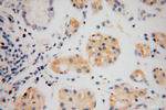 THTPA Antibody in Immunohistochemistry (Paraffin) (IHC (P))