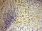 THTPA Antibody in Immunohistochemistry (Paraffin) (IHC (P))