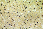 CPSF6 Antibody in Immunohistochemistry (Paraffin) (IHC (P))