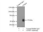 CPSF6 Antibody in Immunoprecipitation (IP)
