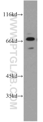 CPSF6 Antibody in Western Blot (WB)