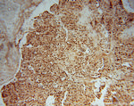 OSBPL10 Antibody in Immunohistochemistry (Paraffin) (IHC (P))