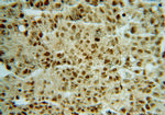 OSBPL10 Antibody in Immunohistochemistry (Paraffin) (IHC (P))