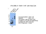 OSBPL10 Antibody in Immunoprecipitation (IP)