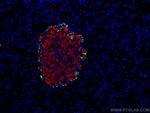 Pancreatic Polypeptide Antibody in Immunocytochemistry (ICC/IF)