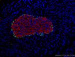 Pancreatic Polypeptide Antibody in Immunocytochemistry (ICC/IF)