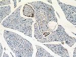 Pancreatic Polypeptide Antibody in Immunohistochemistry (Paraffin) (IHC (P))
