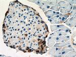 Pancreatic Polypeptide Antibody in Immunohistochemistry (Paraffin) (IHC (P))