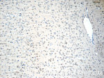 RUNX1T1 Antibody in Immunohistochemistry (Paraffin) (IHC (P))