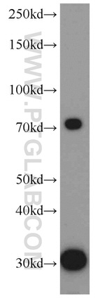 DISC1-long Antibody in Western Blot (WB)