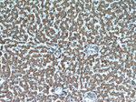 Transgelin-2 Antibody in Immunohistochemistry (Paraffin) (IHC (P))