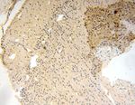 SMU1 Antibody in Immunohistochemistry (Paraffin) (IHC (P))