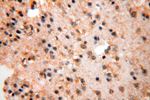 SMU1 Antibody in Immunohistochemistry (Paraffin) (IHC (P))