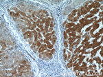 SMU1 Antibody in Immunohistochemistry (Paraffin) (IHC (P))