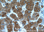 SMU1 Antibody in Immunohistochemistry (Paraffin) (IHC (P))