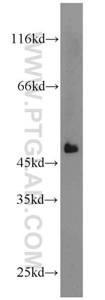 SMU1 Antibody in Western Blot (WB)