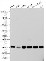 HAGHL Antibody in Western Blot (WB)