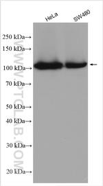 MSH2 Antibody in Western Blot (WB)