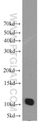 SF3B5 Antibody in Western Blot (WB)