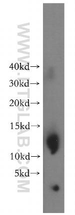 SF3B5 Antibody in Western Blot (WB)