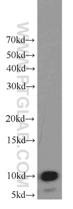 SF3B5 Antibody in Western Blot (WB)