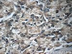 PAFAH Antibody in Immunohistochemistry (Paraffin) (IHC (P))