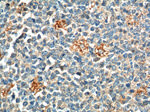 PAFAH Antibody in Immunohistochemistry (Paraffin) (IHC (P))