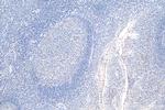 PAFAH Antibody in Immunohistochemistry (Paraffin) (IHC (P))