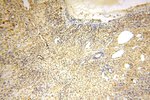 PPM1G Antibody in Immunohistochemistry (Paraffin) (IHC (P))