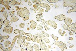 PPM1G Antibody in Immunohistochemistry (Paraffin) (IHC (P))