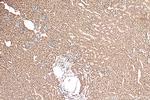 PPM1G Antibody in Immunohistochemistry (Paraffin) (IHC (P))