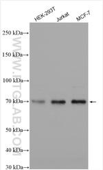 PPM1G Antibody in Western Blot (WB)