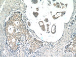 RPL36AL Antibody in Immunohistochemistry (Paraffin) (IHC (P))