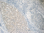RPL36AL Antibody in Immunohistochemistry (Paraffin) (IHC (P))