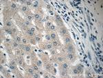RPL36AL Antibody in Immunohistochemistry (Paraffin) (IHC (P))