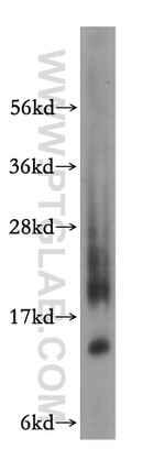 NTF2 Antibody in Western Blot (WB)