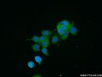 NTF2 Antibody in Immunocytochemistry (ICC/IF)