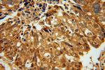 NTF2 Antibody in Immunohistochemistry (Paraffin) (IHC (P))